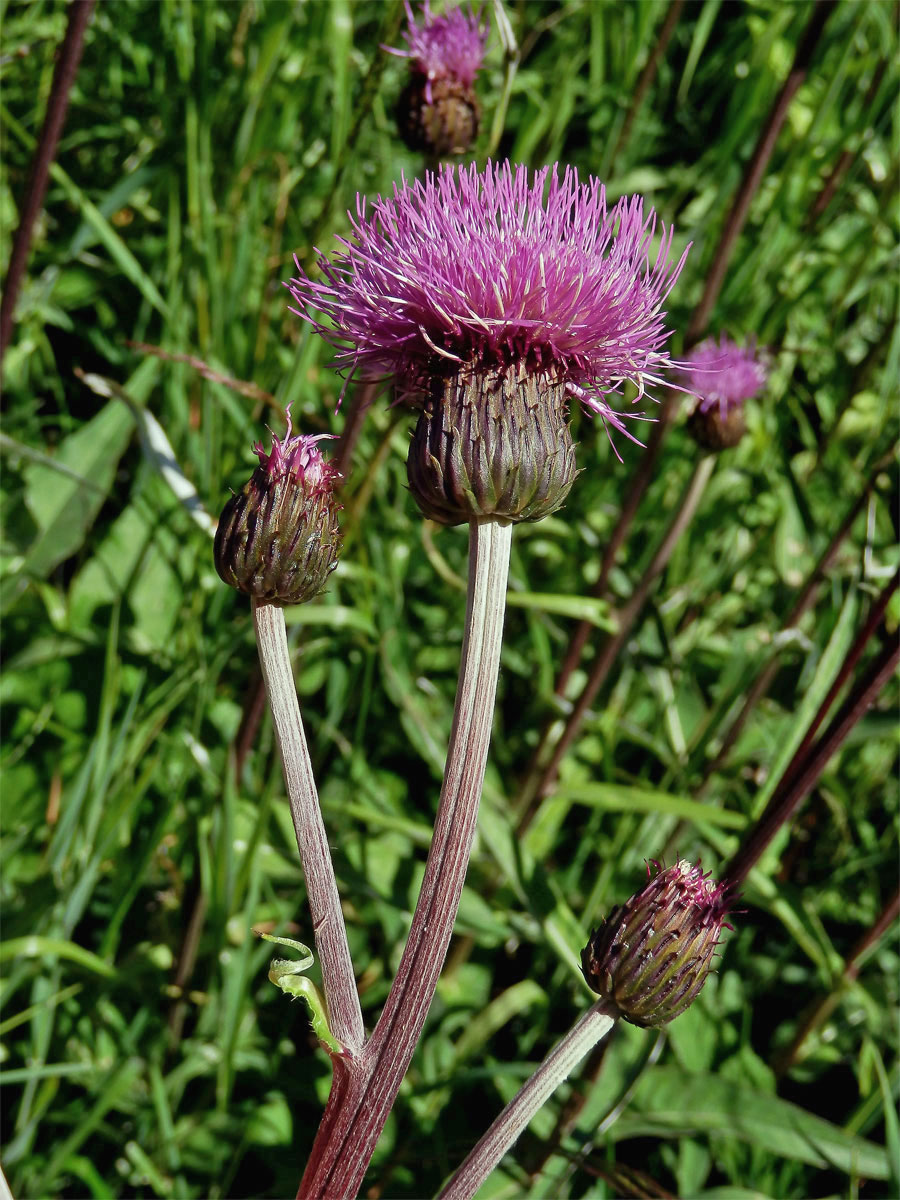 Pcháč různolistý (Cirsium heterophyllum (L.) Hill)