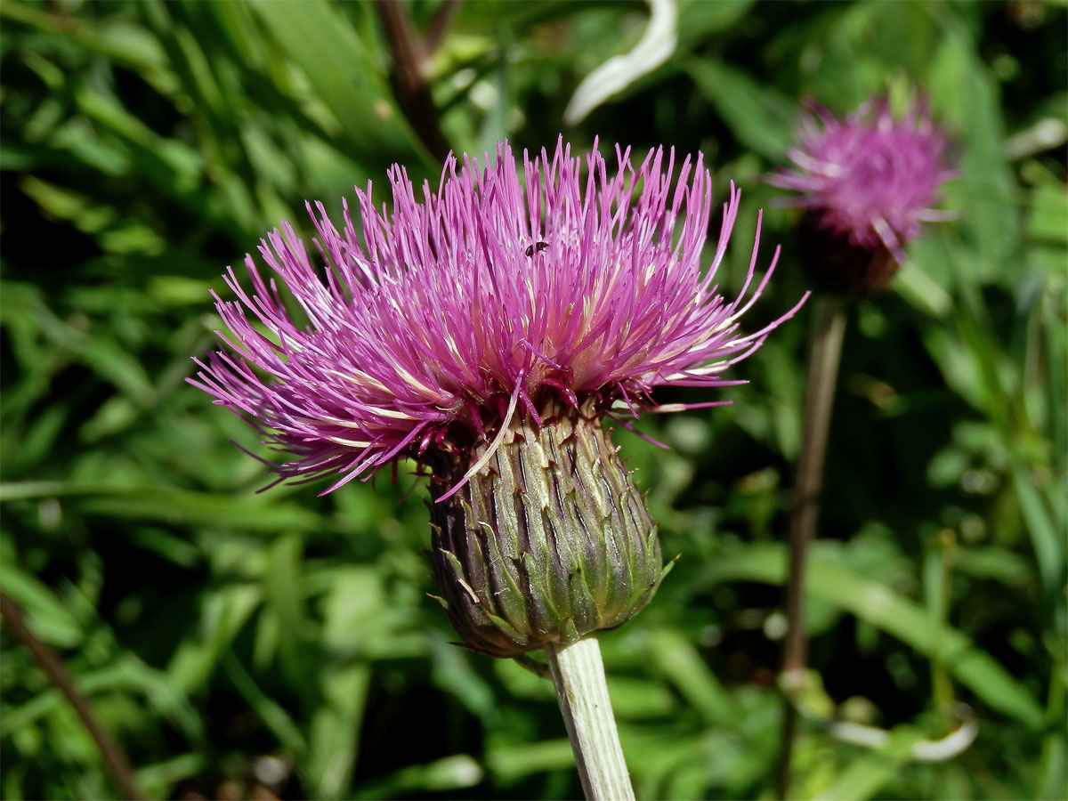 Pcháč různolistý (Cirsium heterophyllum (L.) Hill)