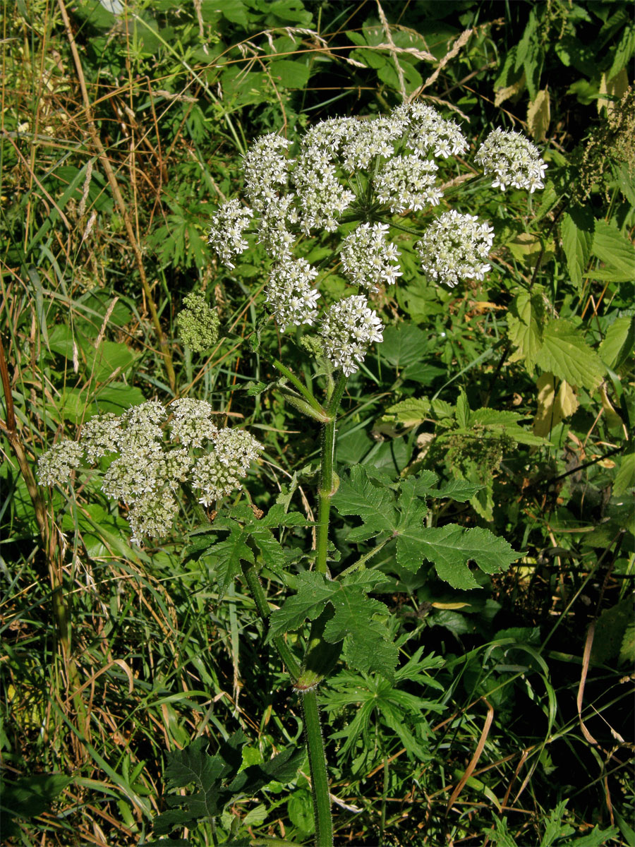 Bolševník obecný (Heracleum sphondylicum L.)