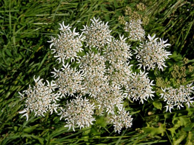 Bolševník obecný (Heracleum sphondylicum L.)