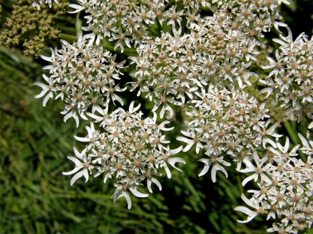 Bolševník obecný (Heracleum sphondylicum L.)