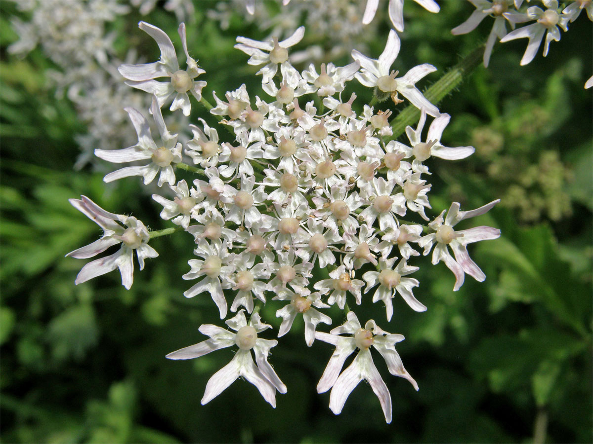 Bolševník obecný (Heracleum sphondylicum L.)