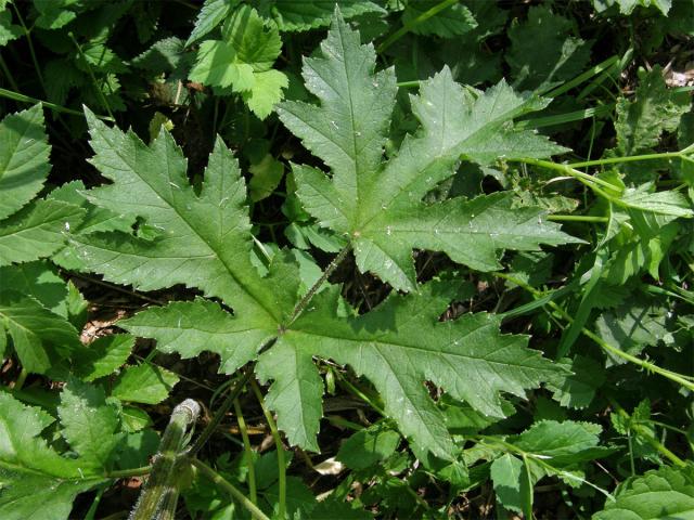 Bolševník obecný (Heracleum sphondylicum L.)