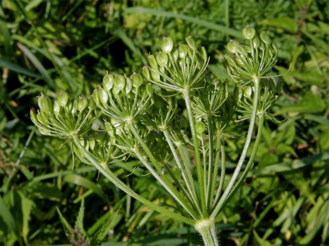 Bolševník obecný (Heracleum sphondylicum L.)
