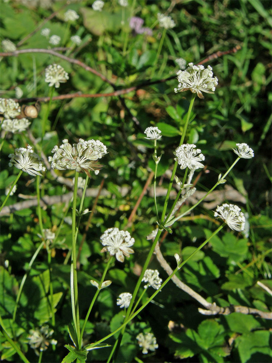 Jarmanka menší (Astrantia minor L.)