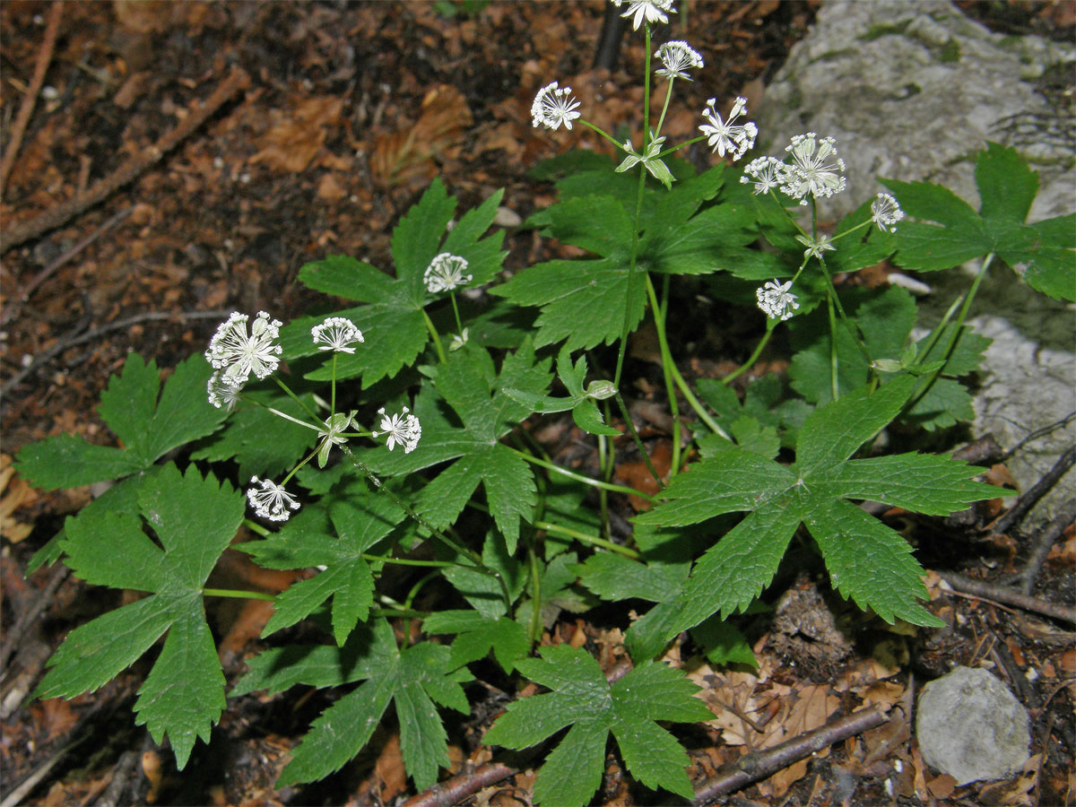 Jarmanka menší (Astrantia minor L.)