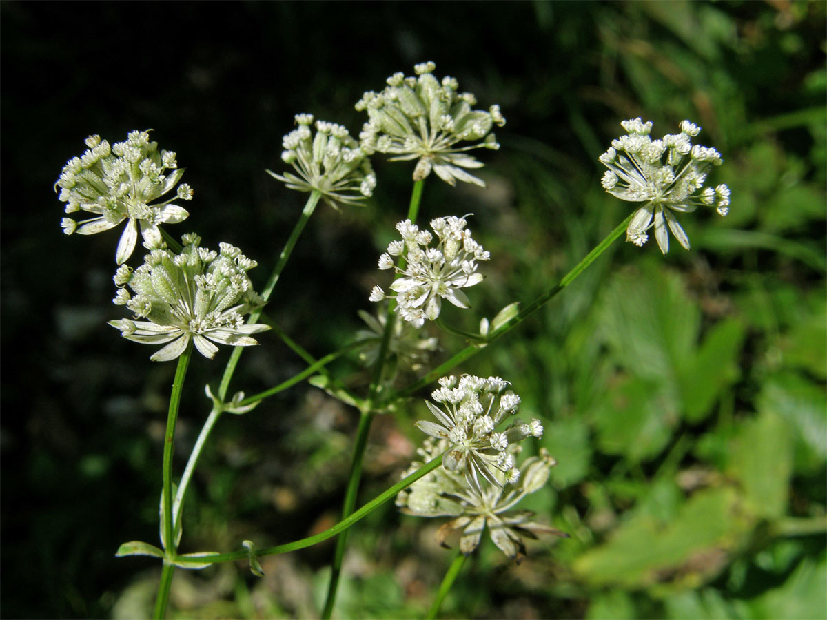 Jarmanka menší (Astrantia minor L.)