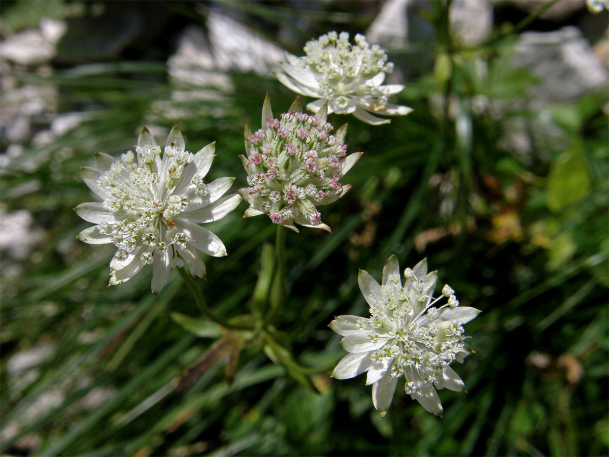 Jarmanka menší (Astrantia minor L.)