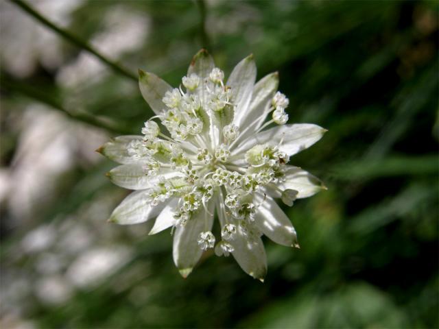 Jarmanka menší (Astrantia minor L.)