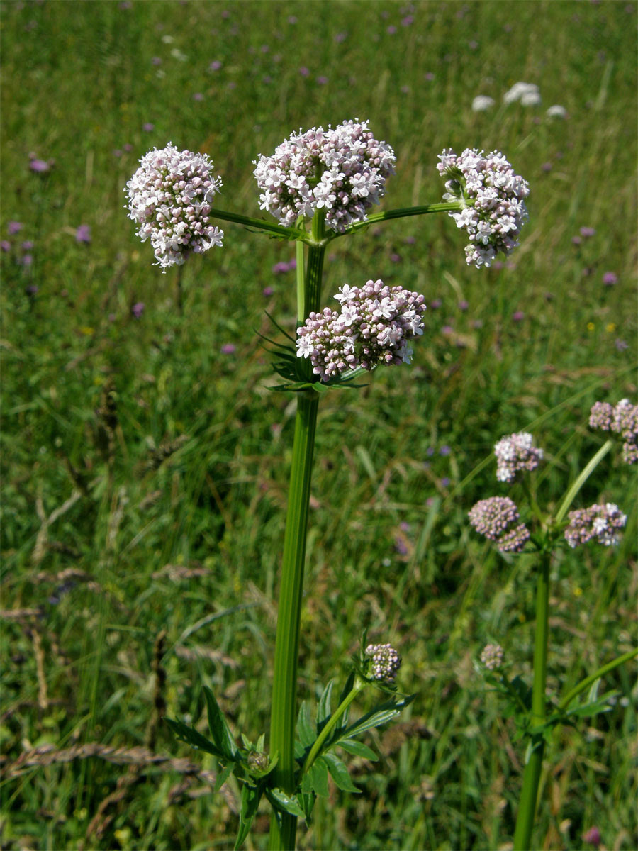 Kozlík lékařský (Valeriana officinalis L.)