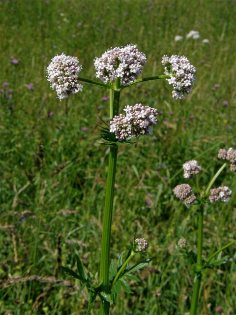 Kozlík lékařský (Valeriana officinalis L.)