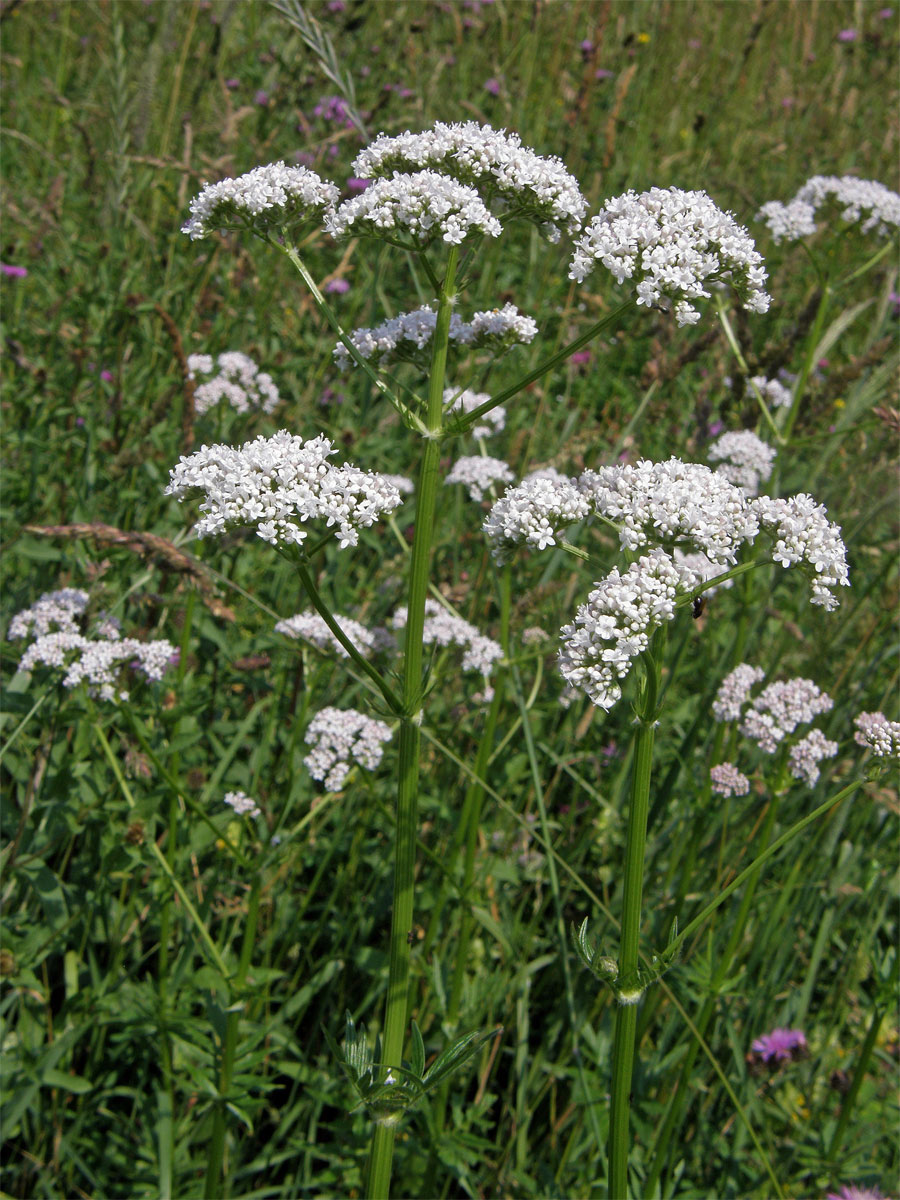 Kozlík lékařský (Valeriana officinalis L.)