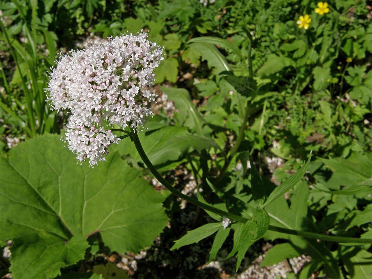 Kozlík lékařský (Valeriana officinalis L.)