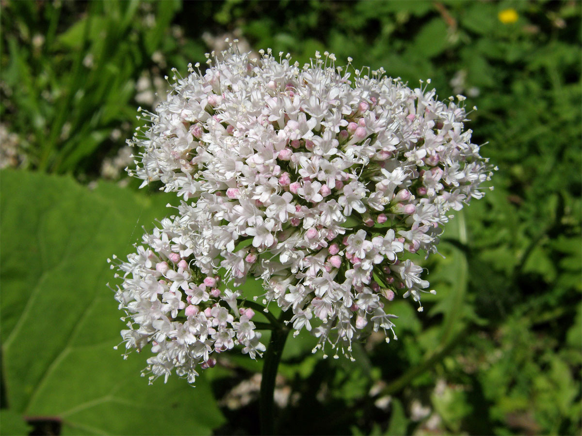 Kozlík lékařský (Valeriana officinalis L.)