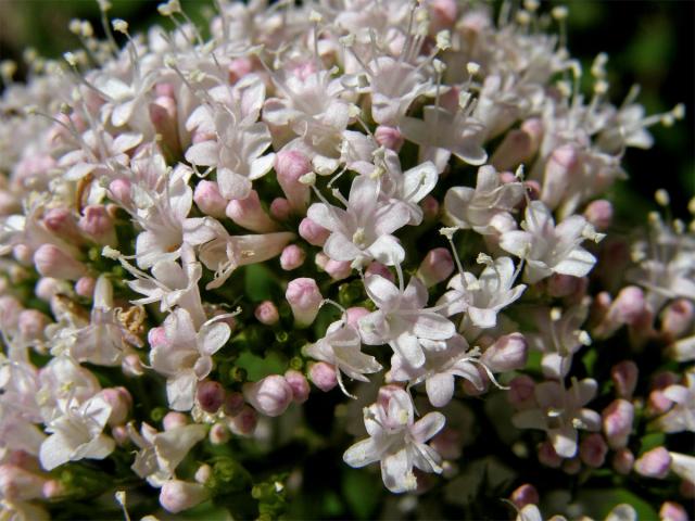 Kozlík lékařský (Valeriana officinalis L.)