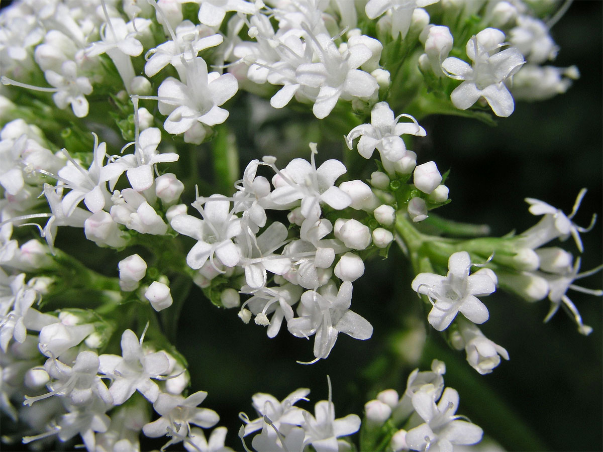 Kozlík lékařský (Valeriana officinalis L.)