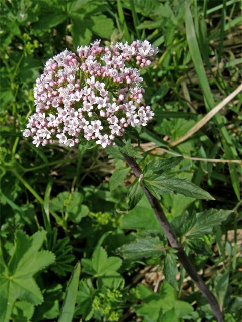 Kozlík trojený (Valeriana tripteris L.)