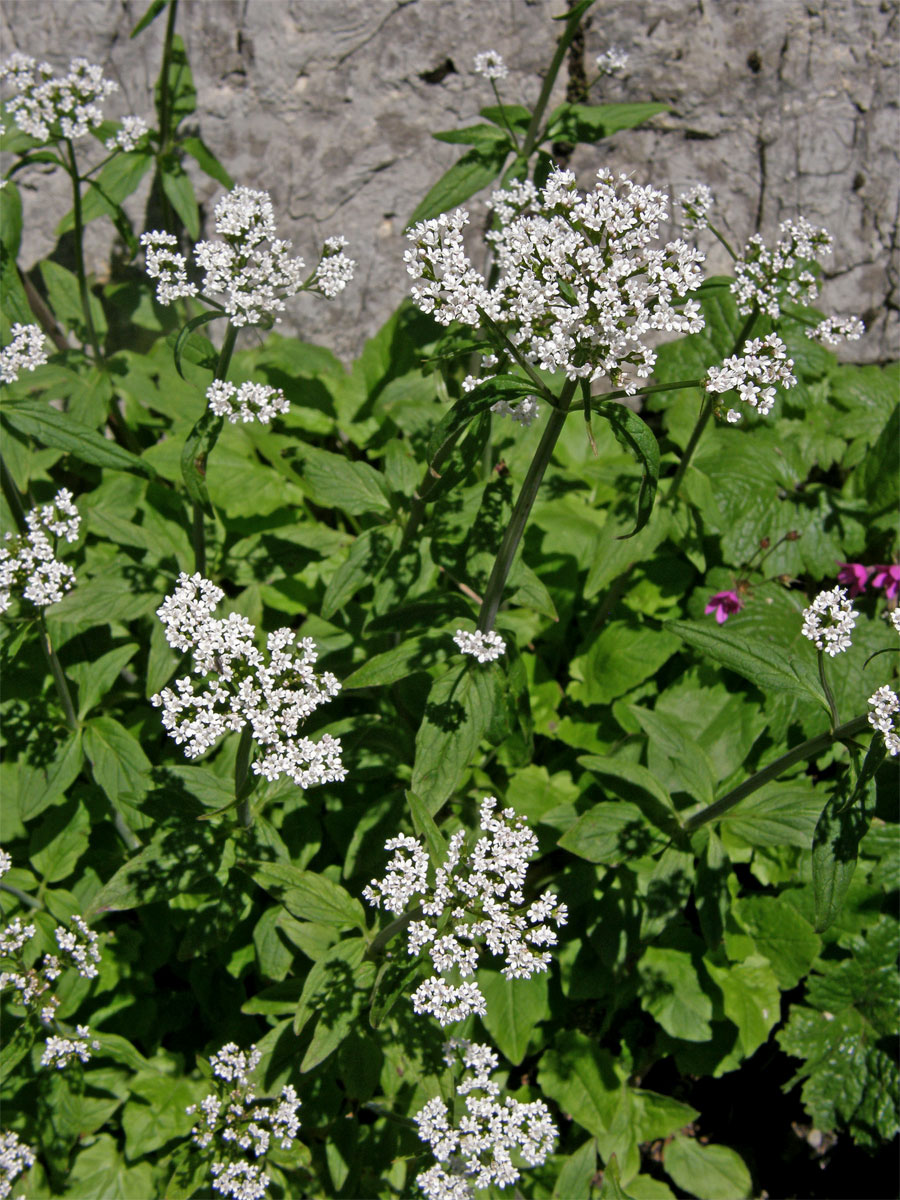 Kozlík trojený (Valeriana tripteris L.)