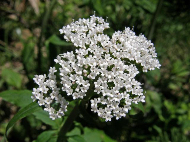 Kozlík trojený (Valeriana tripteris L.)