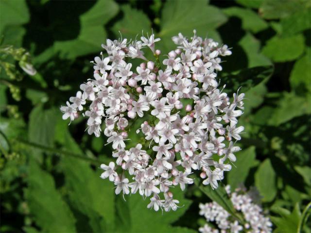 Kozlík trojený (Valeriana tripteris L.)