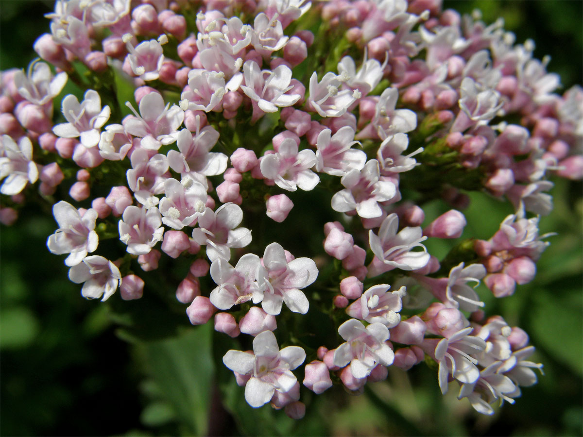 Kozlík trojený (Valeriana tripteris L.)