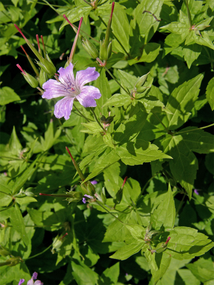 Kakost hlíznatý (Geranium nodosum L.)