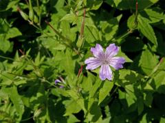 Kakost hlíznatý (Geranium nodosum L.)