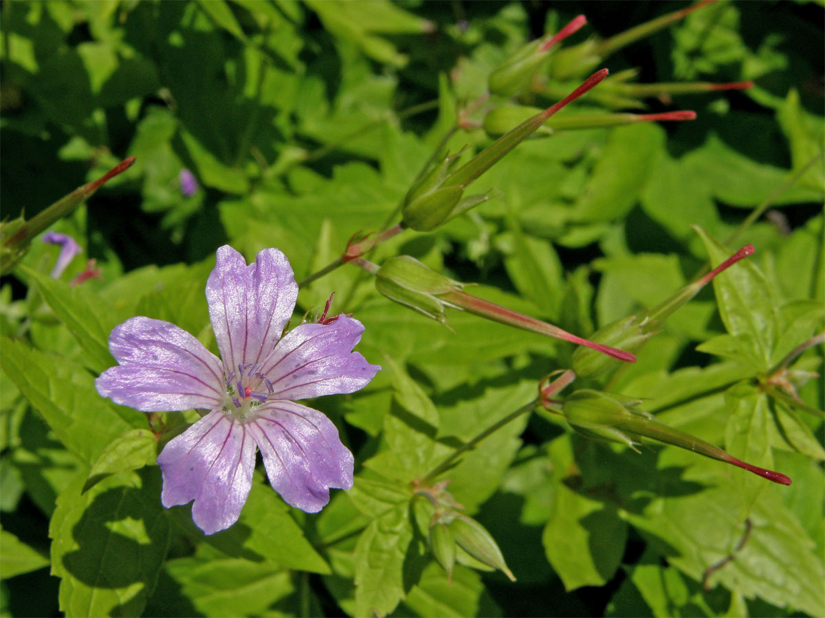 Kakost hlíznatý (Geranium nodosum L.)