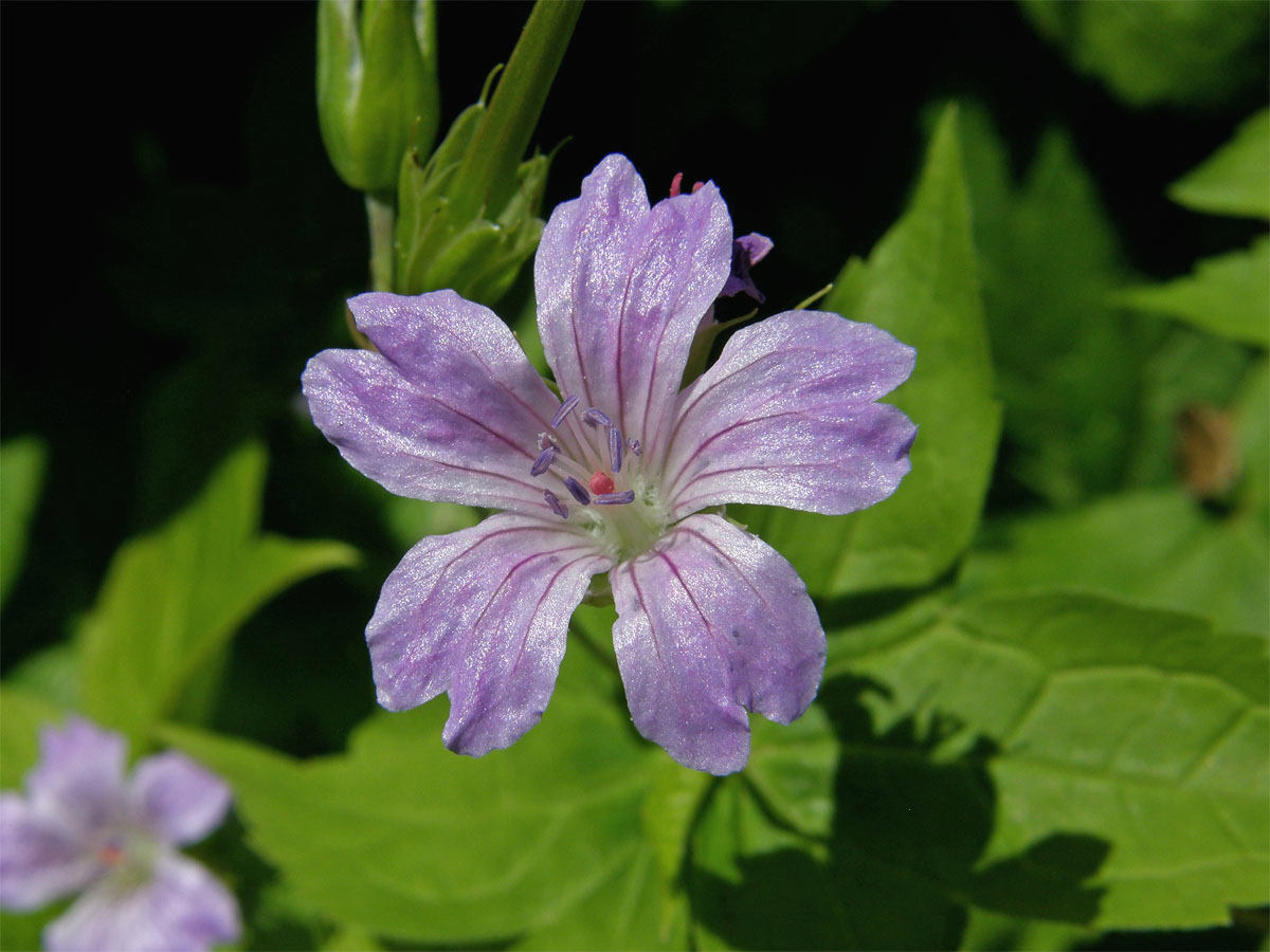 Kakost hlíznatý (Geranium nodosum L.)