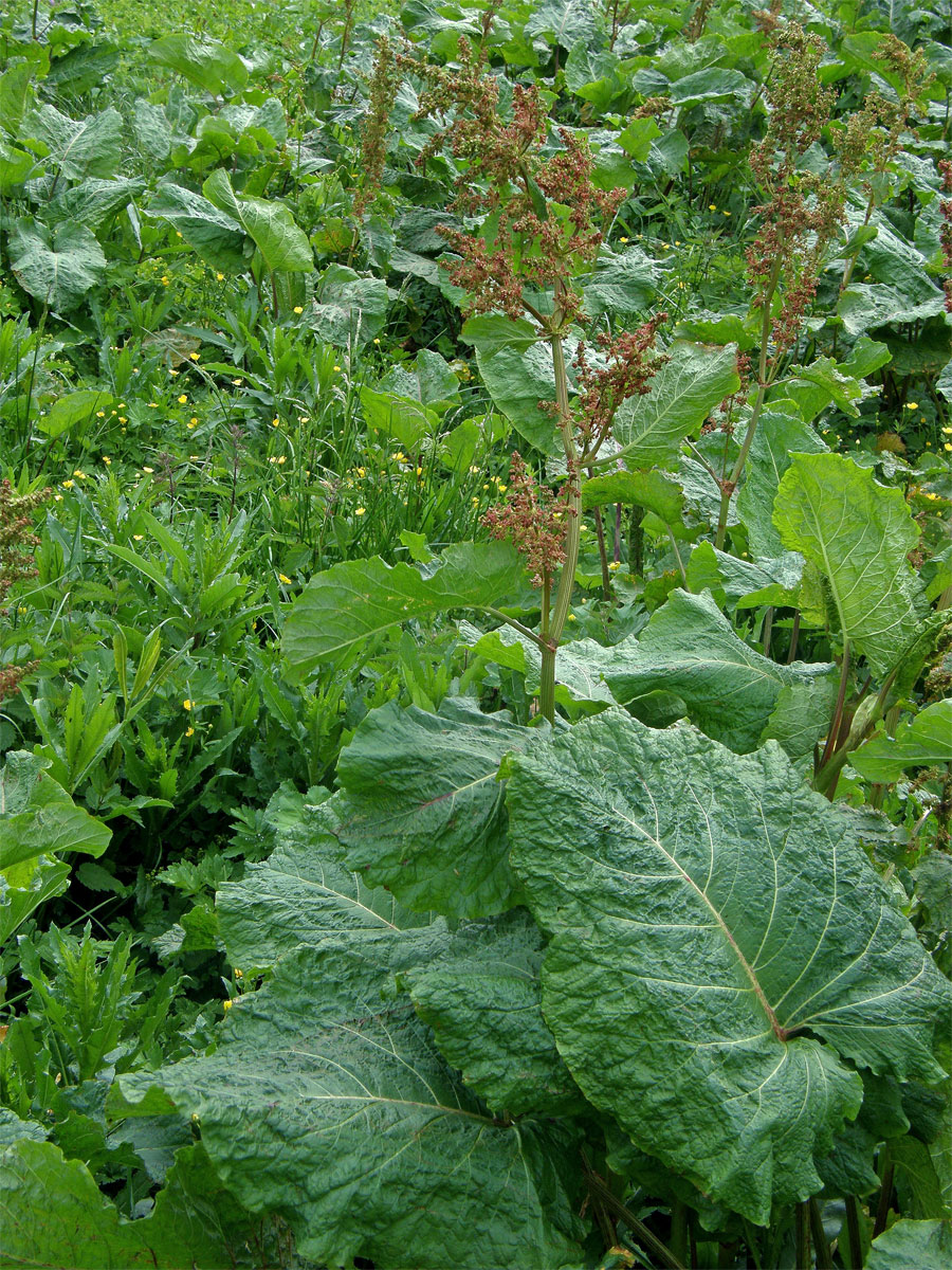 Šťovík alpský (Rumex alpinus L.)