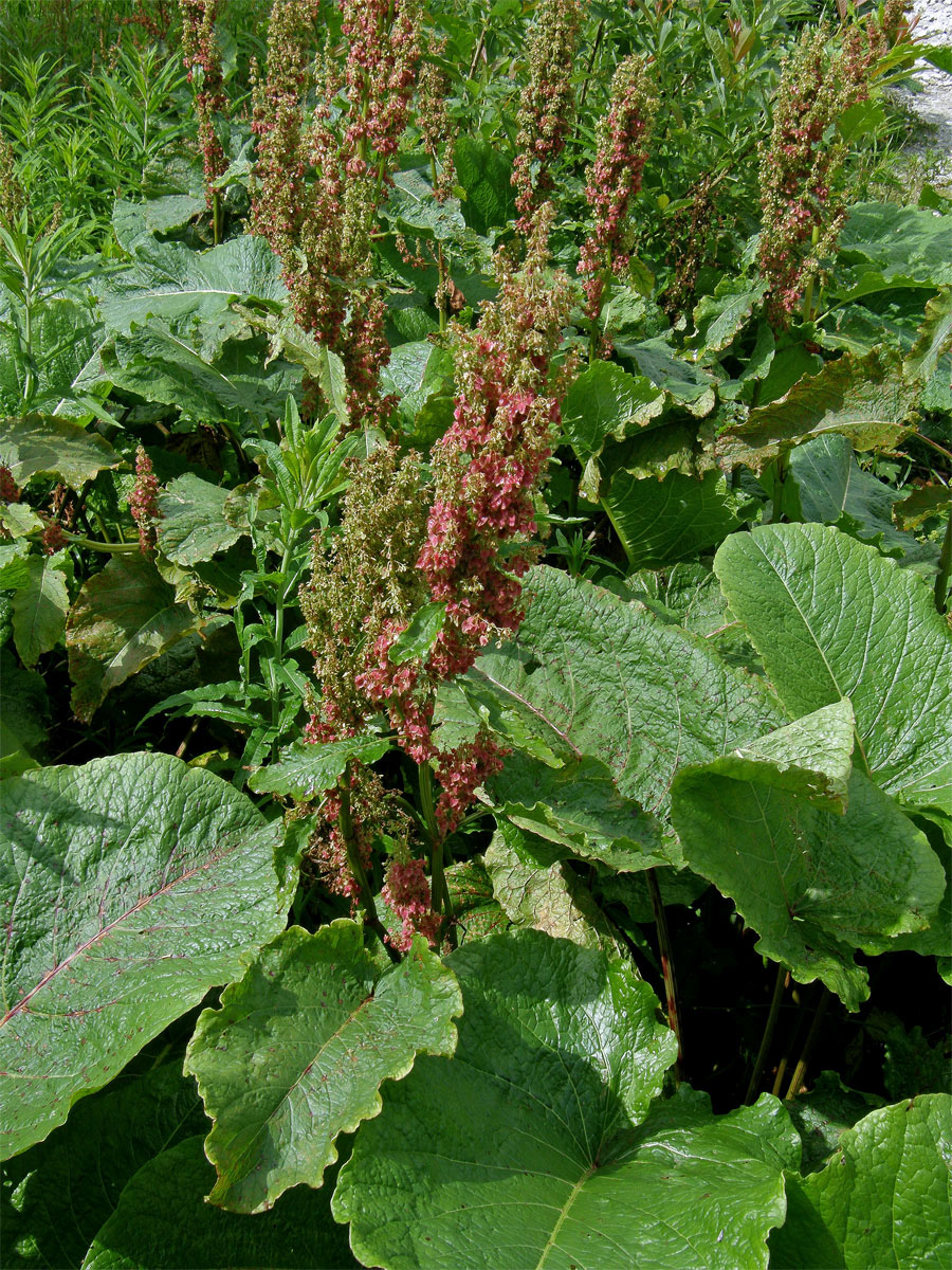 Šťovík alpský (Rumex alpinus L.)