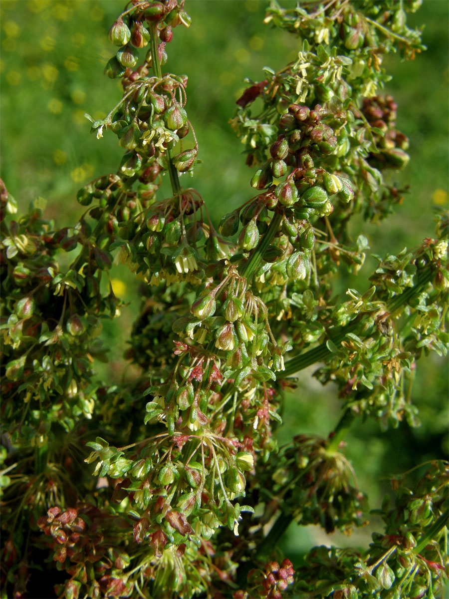 Šťovík alpský (Rumex alpinus L.)