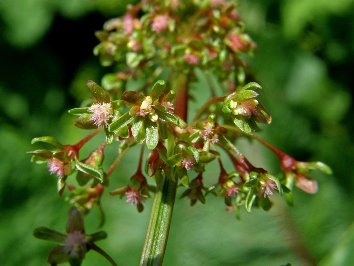 Šťovík alpský (Rumex alpinus L.)