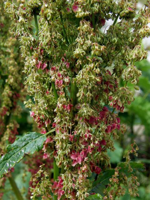 Šťovík alpský (Rumex alpinus L.)