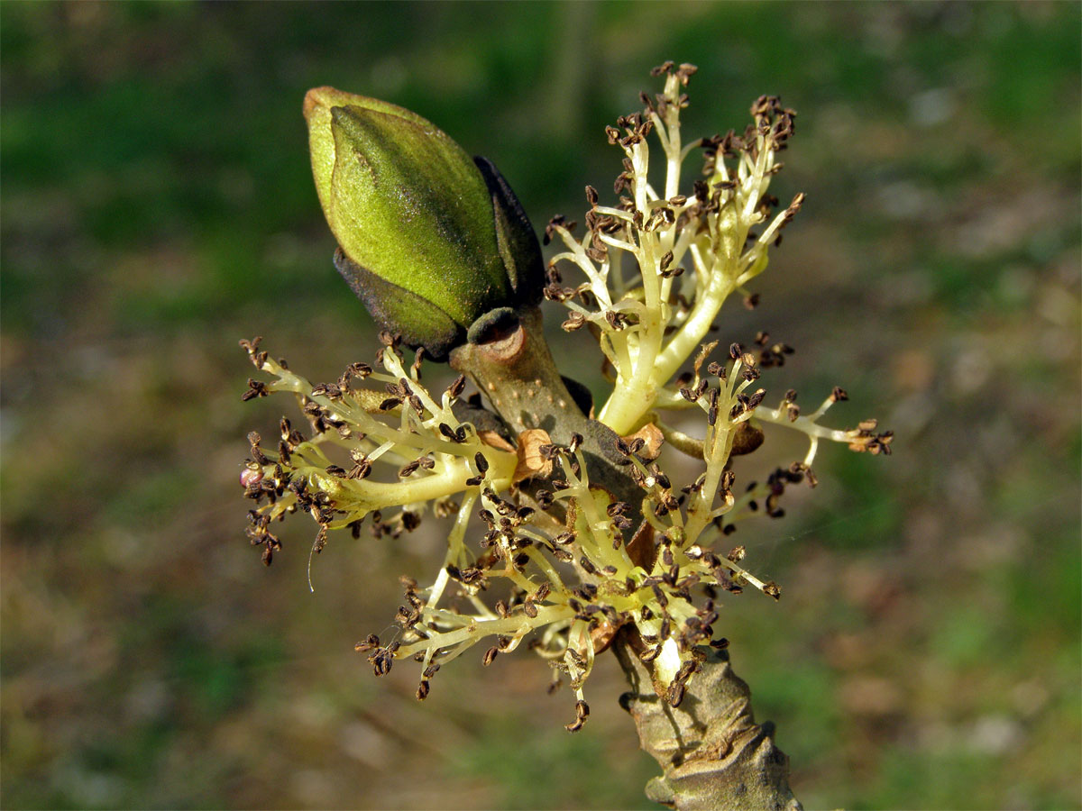 Jasan ztepilý (Fraxinus excelsior L.)