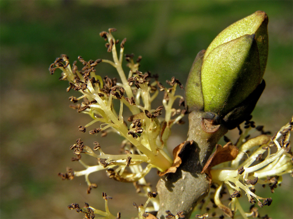 Jasan ztepilý (Fraxinus excelsior L.)