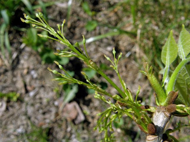 Jasan ztepilý (Fraxinus excelsior L.)