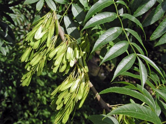 Jasan ztepilý (Fraxinus excelsior L.)