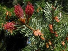 Douglaska tisolistá (Pseudotsuga menziesii (Mirbel) Franco)