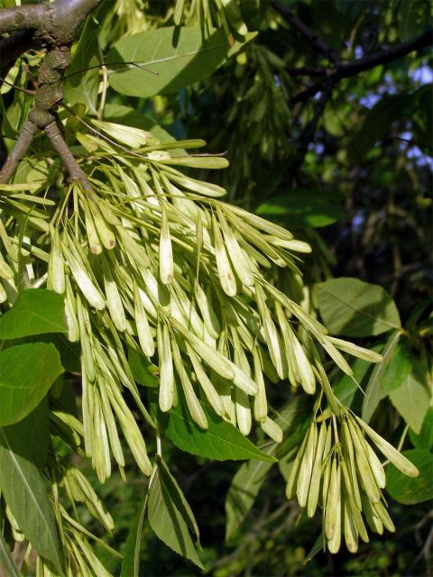 Jasan ztepilý (Fraxinus excelsior L.)