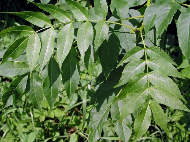 Jasan ztepilý (Fraxinus excelsior L.)