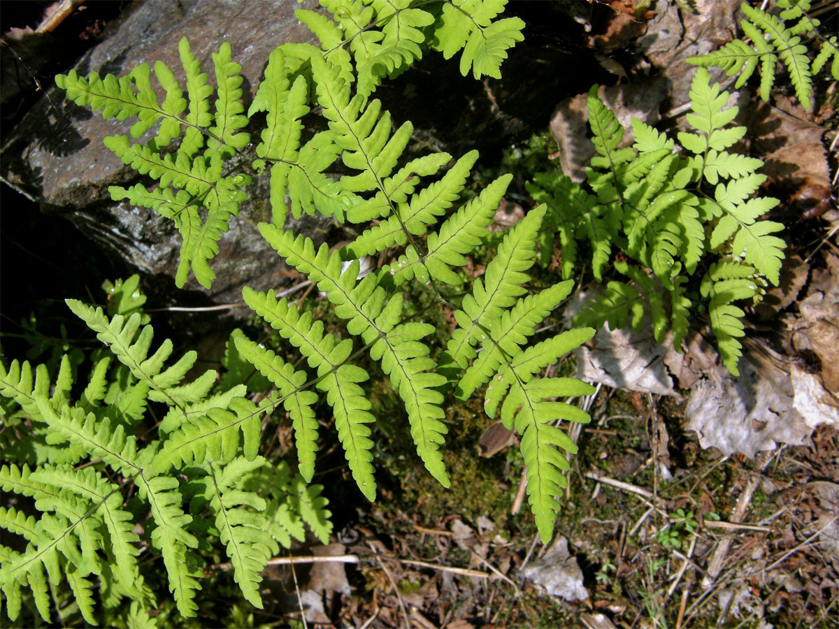 Bukovník kapraďovitý (Gymnocarpium dryopteris (L.) Newman)