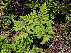 Bukovník kapraďovitý (Gymnocarpium dryopteris (L.) Newman)