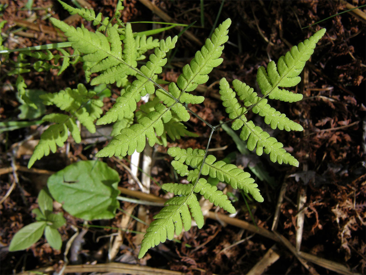 Bukovník kapraďovitý (Gymnocarpium dryopteris (L.) Newman)