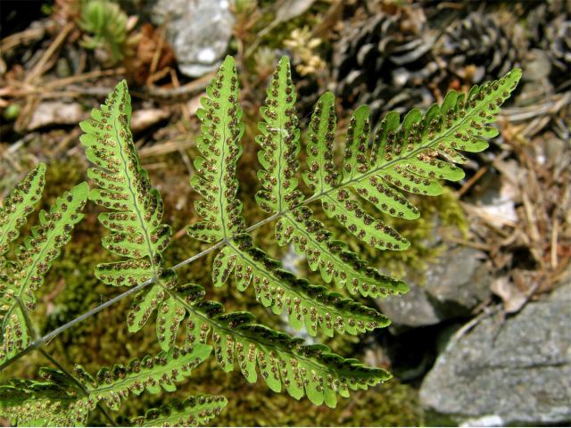 Bukovník kapraďovitý (Gymnocarpium dryopteris (L.) Newman)