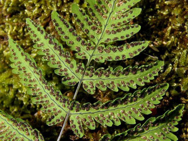 Bukovník kapraďovitý (Gymnocarpium dryopteris (L.) Newman)