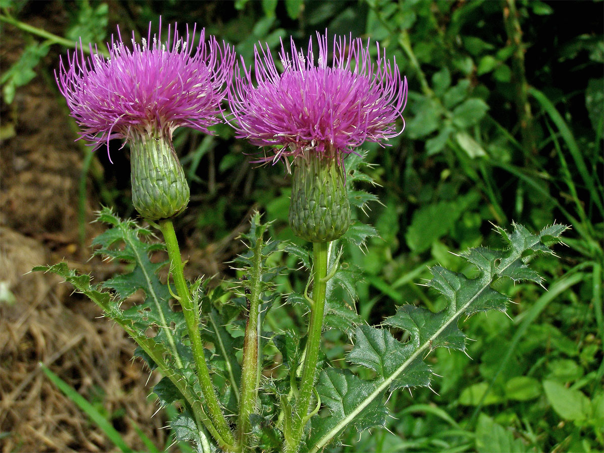 Pcháč bezlodyžný (Cirsium acaule Scop.)