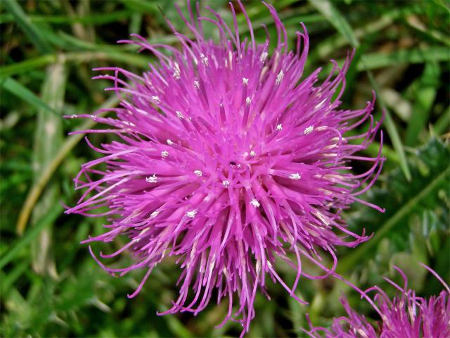 Pcháč bezlodyžný (Cirsium acaule Scop.)