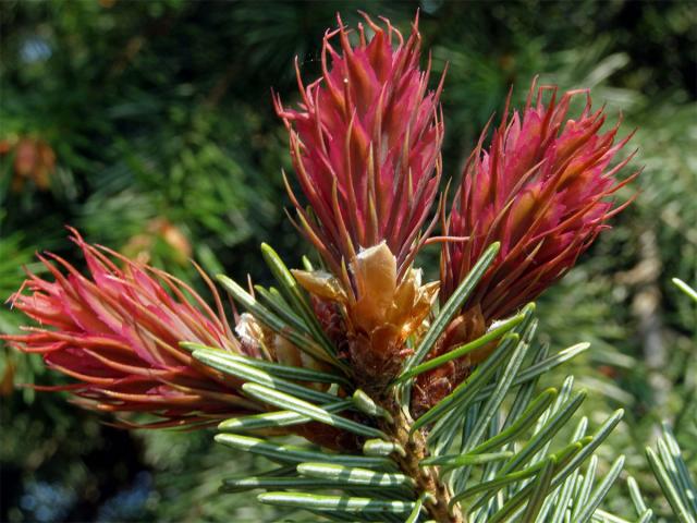 Douglaska tisolistá (Pseudotsuga menziesii (Mirbel) Franco)