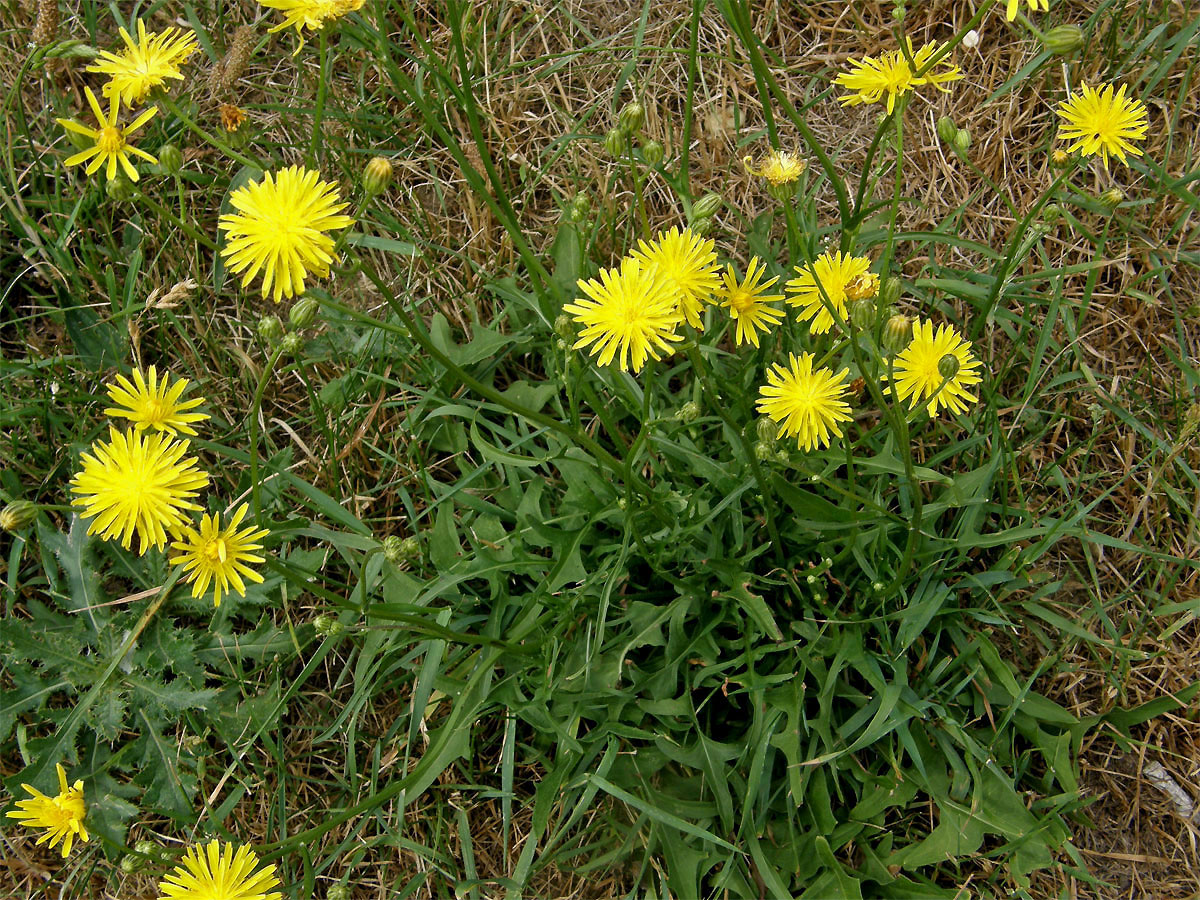 Škarda dvouletá (Crepis biennis L.)